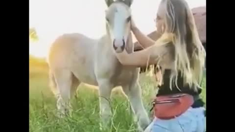 Funny Horse Videos II Best Ever Horse Video