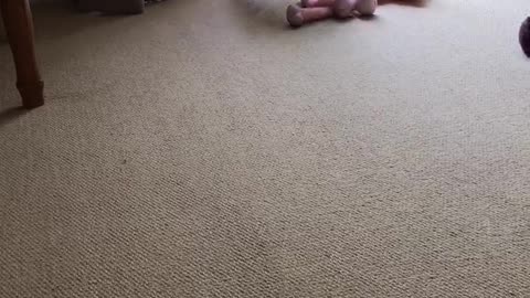 Staffie steals new door stop