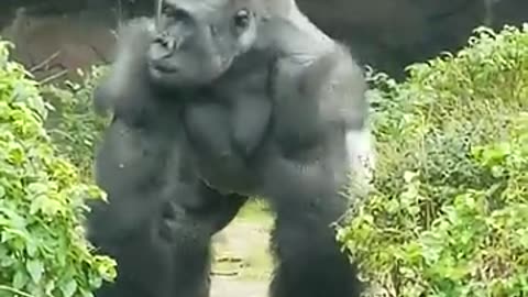 Squirrel! #gorilla