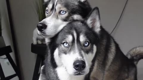 "Smart Husky Hugs Brother on Command: Heartwarming and Clever!"