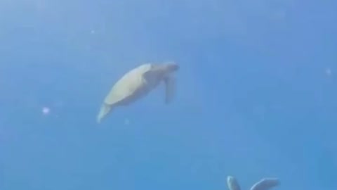 Sea turtles high-five each other in the ocean 😮