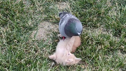 Pigeon Plays With Kitten