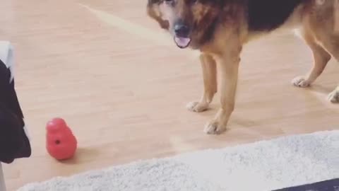 German shepherd plays with kong toy