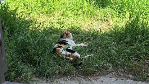 Little kittens and Mother cat are sleeping