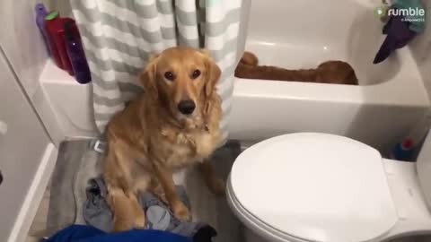 Dog Jumps Into Owner's Bath While Water Fills Up