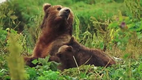 Deaf Fisherman Did Not Notice The Hungry Bear Next To Him...