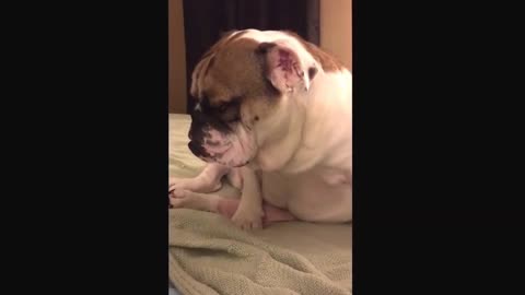 Bulldog Falls Asleep