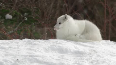 How a Tiny Arctic Fox Survives Winter Amazing Wildlife in 4K HDR 60FPS - 8K HDR