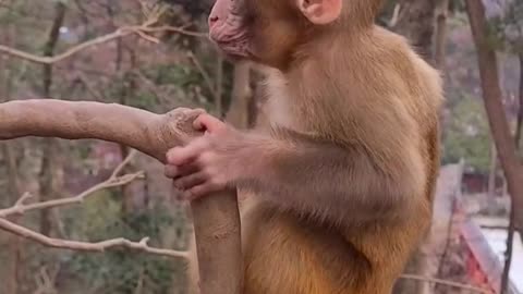 baby monkey cute animals 13