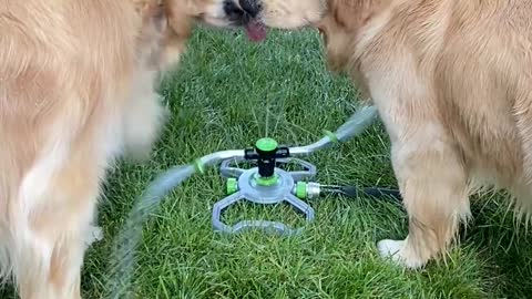 Pups Drinking From The Sprinkler