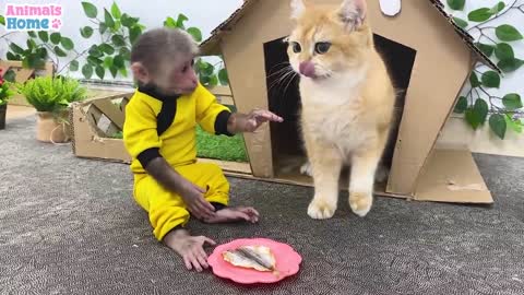 BiBi goes fishing to feed Ody cat