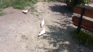 Slow motion of pigeons soaring into the sky