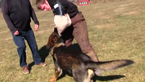 K9 German Shepherd dog Obedient protection