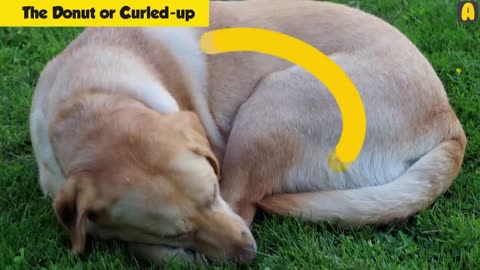 You should know Your Dog's Sleeping Position Reveals About Their Personality, Health and Character