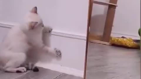 Cat dance - funny like balerina 😆😆