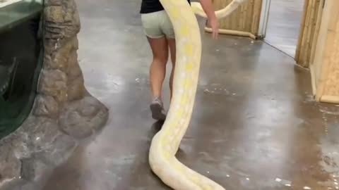 Albino Burmese python