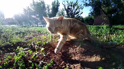 Watch the reaction of this cat when hearing the sound of cats on the phone