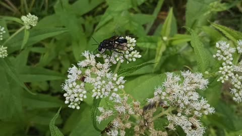 Blue mud wasps mating