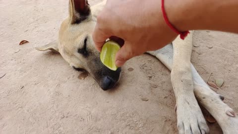 Lemon Prank