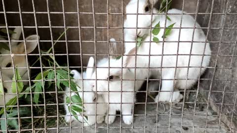 Rabbit eat Lemon leaf with her kids