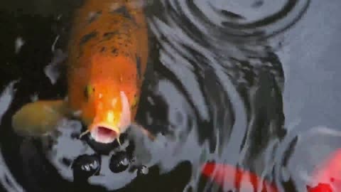 koi