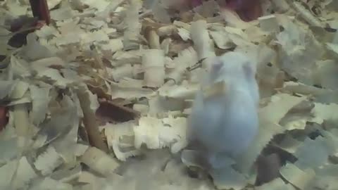 White hamster stay walking among the wood chips in the pet store, very fluffy! [Nature & Animals]