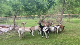 Goats Eating Tree A 06.2021