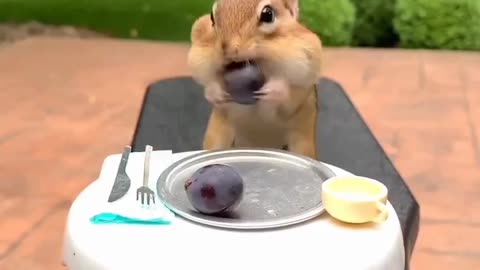 How much space does a squirrel have in its mouth #shorts #shortvideo #video #virals #videoviral