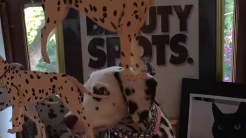 Dalmatian surrounded by a bunch of paper dalmations on string