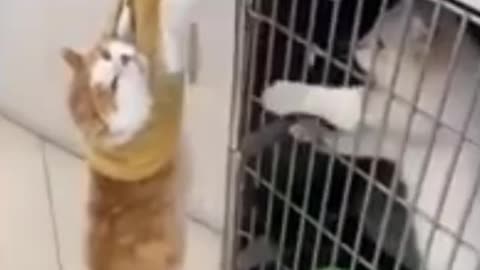 Funny cats&dog|Hilarious cat and dog moments|Cats and dogs funny videos|funny animal|try not laugh