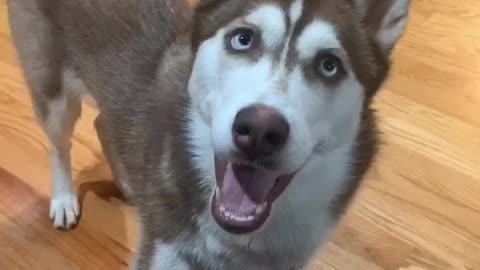 Husky 'Gasp Challenge' delivers some interesting responses