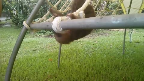 Baby Sloths Being Sloths - FUNNIEST Compilation