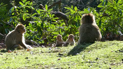 monkey family relaxing