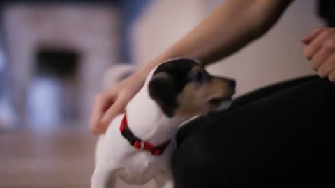 Army dog training to jump at hand signal