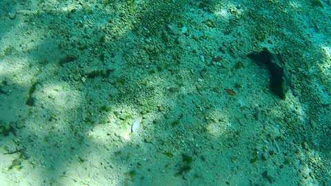 Swimming Around In The Three Sisters Springs