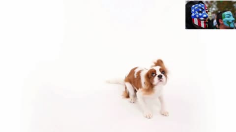 Dog Breeds - Cavalier King Charles Spaniel - The Complete Guide to Cavalier Spaniels