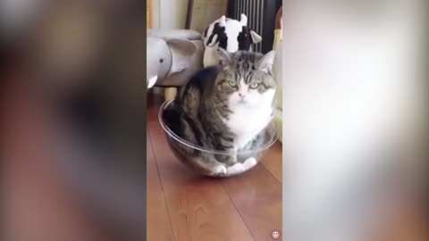 Sooo Funny! The Best Cats Videos Compilation