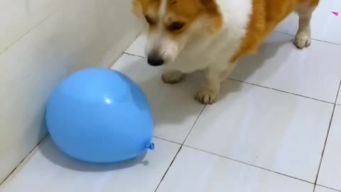 I heard that the owner of the balloon shop downstairs has bought a villa and has a cute pet, Corgi.