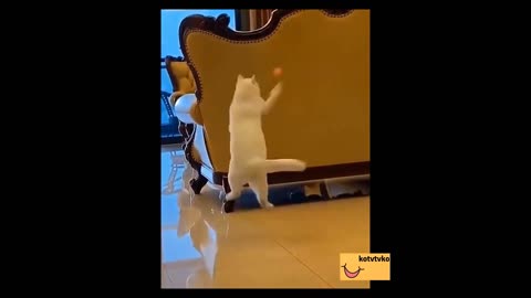 😱😱😱 Kitten catches small ball in the air 😱😱😱