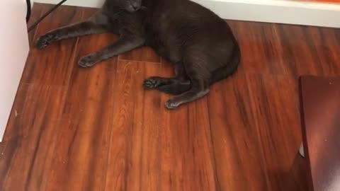 Husky puppy growling at black cat under table