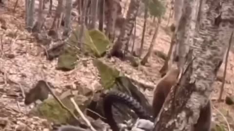 Dirt Bike vs Bear