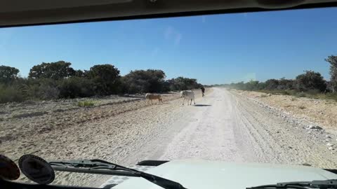 Sand Roads in Botswana ,with dramatic colors all the way