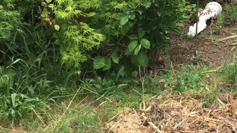 Honey Bees Swarm