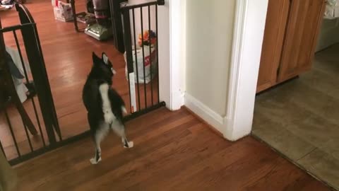 Cat and Puppy Play Together