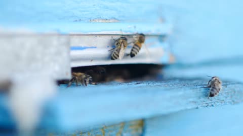 Honey bees swarming and flying around their beehive