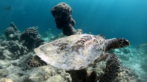 Hawksbill sea turtle (Eretmochelys imbricata), critically endangered marine reptile