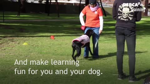 Dog training video,dog trainer, beautiful dog, look the dogs training video