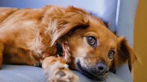 Tired brown dog.