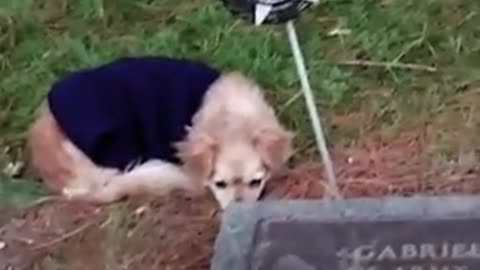 Faithful Dog Refuses To Leave Owner's Grave