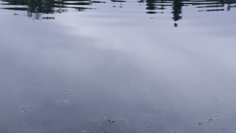 Canadian geese swim in lack at night